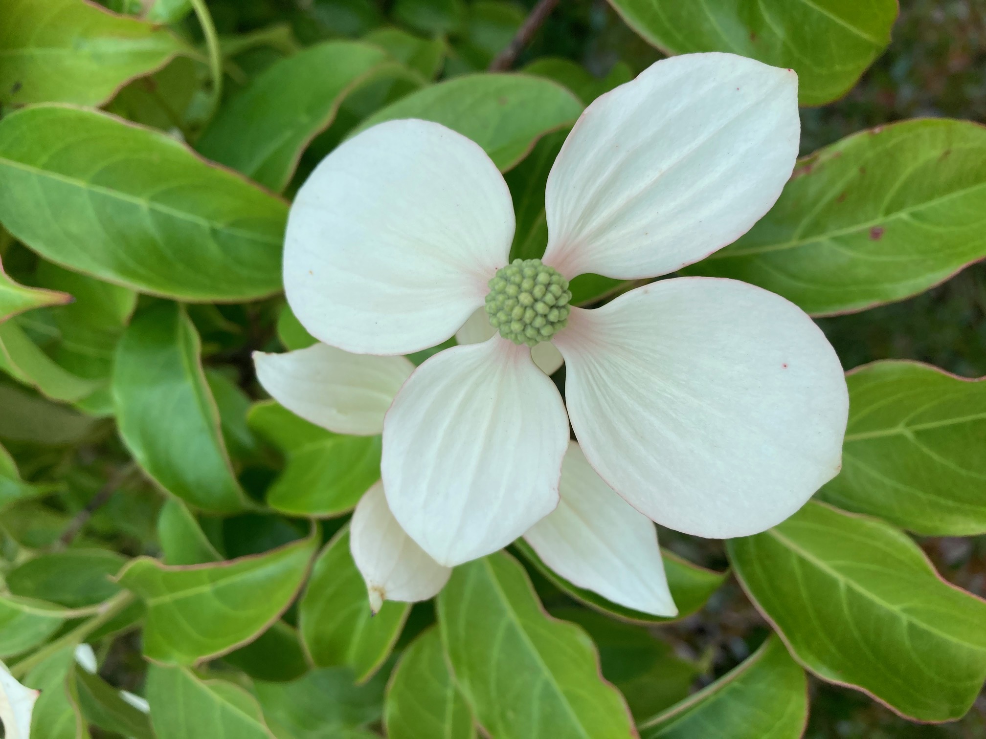 ヤマボウシの花