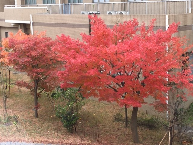 紅葉と銀杏